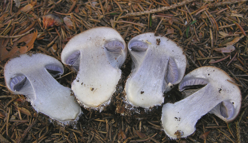 Cortinarius glaucopus